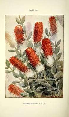 Vintage Queensland plant orange flowers