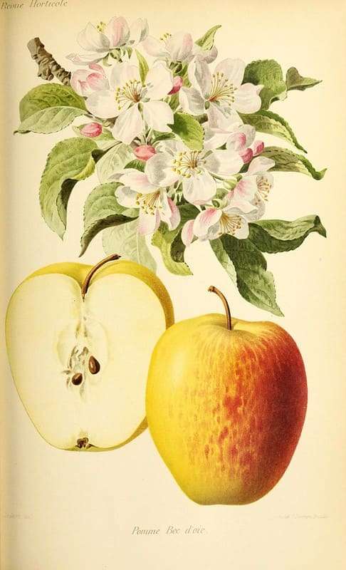 vintage apple illustration