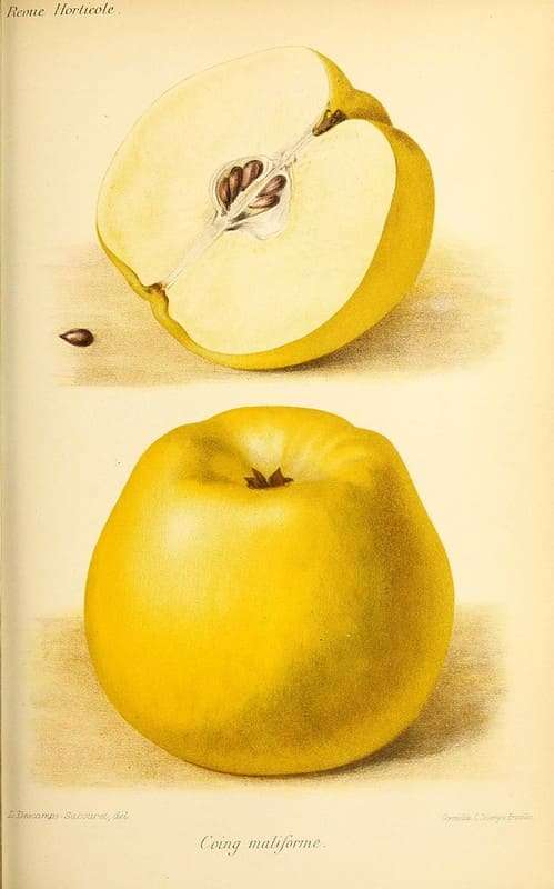 vintage golden apple illustration