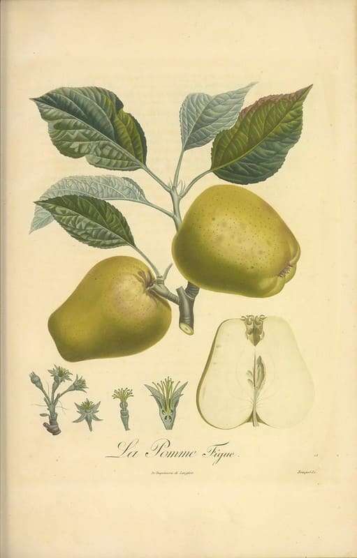 vintage green apple illustration