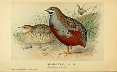 Vintage quail for fall decor