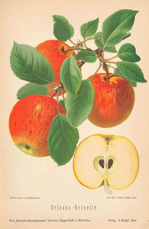 Vintage red apples illustration
