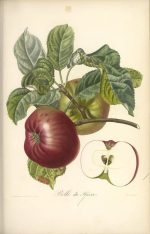 Vintage Apple Illustration Ideas 2025