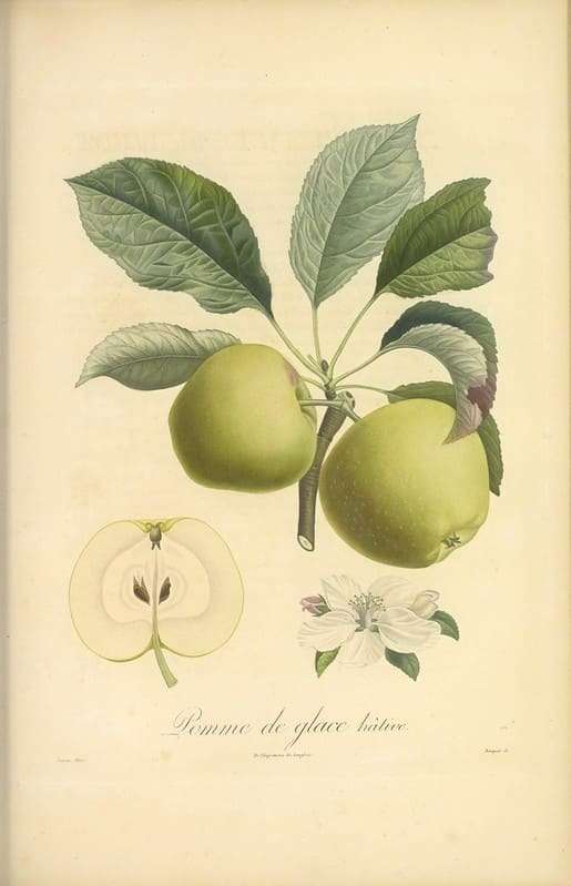 vintage green apple illustration