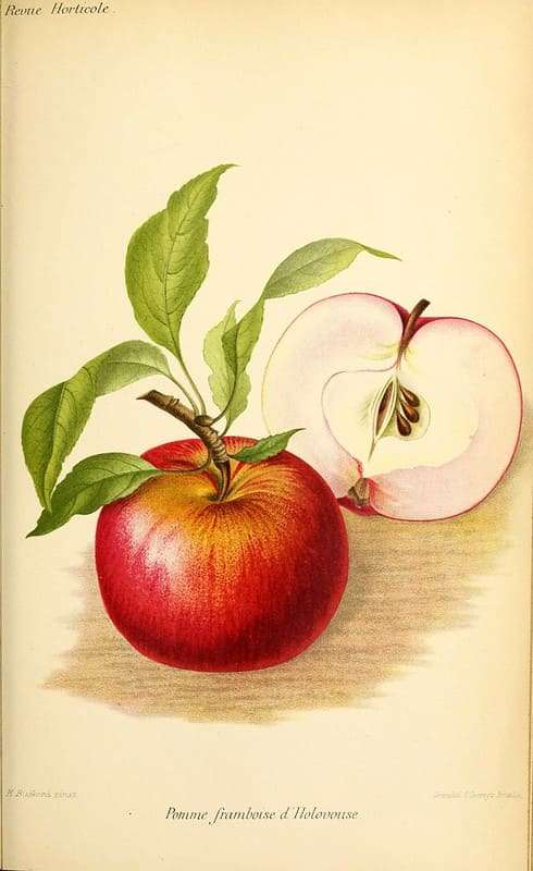 vintage red apple illustration