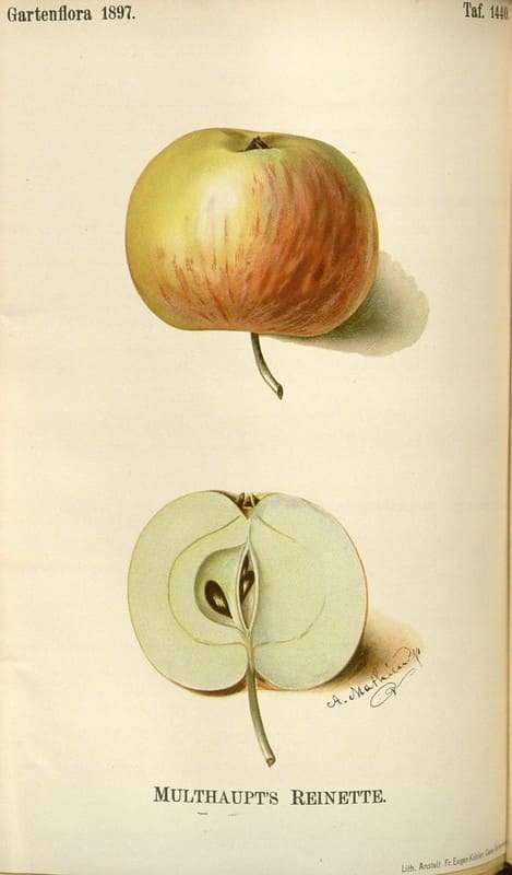 Vintage apple illustration