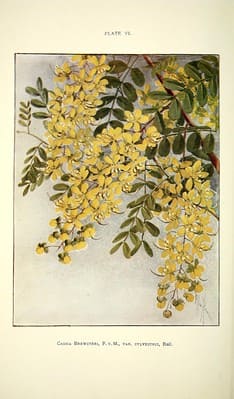 vintage Queensland plant yellow flower