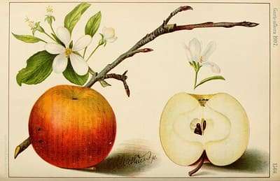 vintage apple