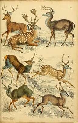 7 vintage deer