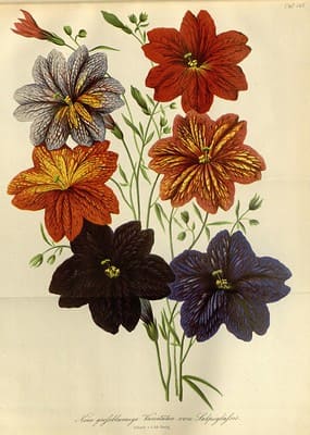 vintage flowers