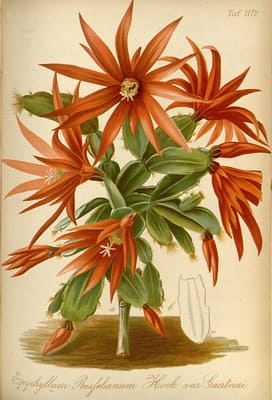 vintage orange flowers
